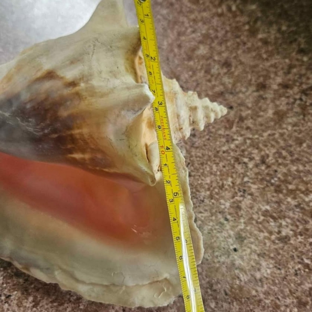 Natural Shell, Vintage - Picture 6 of 10